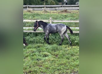 American Quarter Horse, Stallion, 1 year, 15,1 hh, Roan-Blue