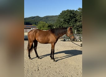 American Quarter Horse, Stallion, 1 year, 15,2 hh, Bay-Dark