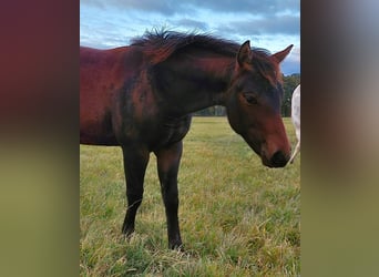 American Quarter Horse, Stallion, 1 year, 15.2 hh, Bay-Dark