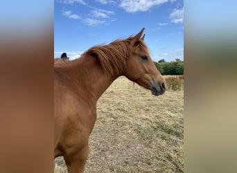 American Quarter Horse, Stallion, 1 year, 15.2 hh, Chestnut