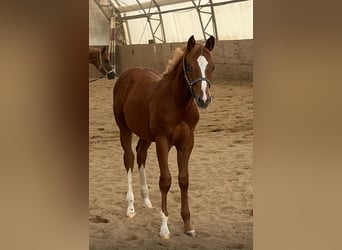 American Quarter Horse, Stallion, 1 year, 15.2 hh, Chestnut-Red