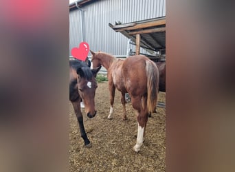 American Quarter Horse, Stallion, 1 year, 15.2 hh, Chestnut-Red