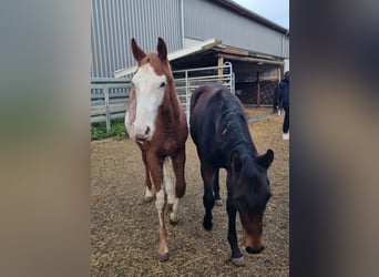 American Quarter Horse, Stallion, 1 year, 15.2 hh, Chestnut-Red