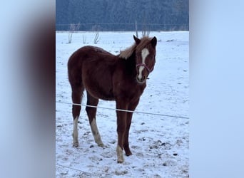 American Quarter Horse, Stallion, 1 year, 15.2 hh, Chestnut-Red