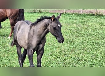 American Quarter Horse, Stallion, 1 year, 15.2 hh, Grullo