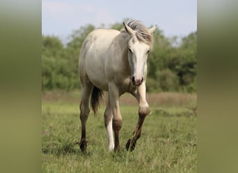 American Quarter Horse, Stallion, 1 year, 15.2 hh, Palomino