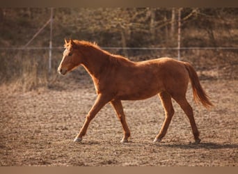 American Quarter Horse, Stallion, 1 year, 15.2 hh, Red Dun