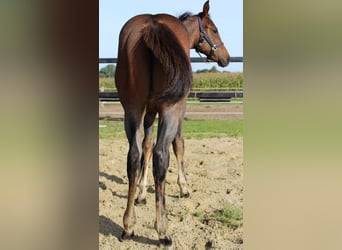 American Quarter Horse, Stallion, 1 year, 15.2 hh, Roan-Bay