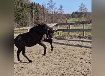 American Quarter Horse, Stallion, 1 year, 15.2 hh, Roan-Blue