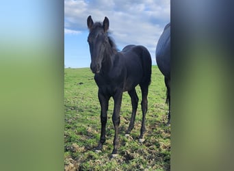 American Quarter Horse, Stallion, 1 year, 15.3 hh, Black
