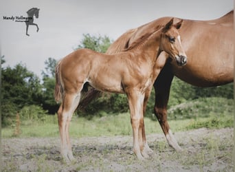 American Quarter Horse, Stallion, 1 year, 15.3 hh, Chestnut-Red