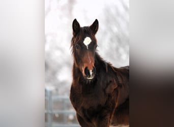 American Quarter Horse, Stallion, 1 year, 15 hh, Bay-Dark