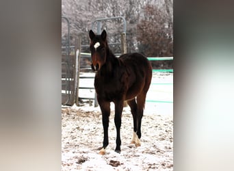 American Quarter Horse, Stallion, 1 year, 15 hh, Bay-Dark