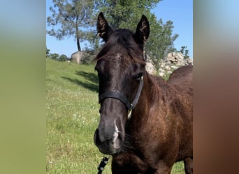 American Quarter Horse, Stallion, 1 year, 15 hh, Black