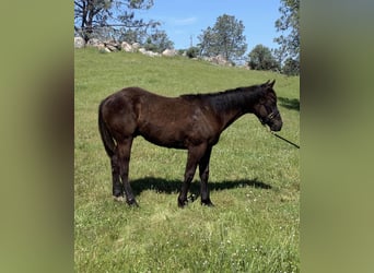 American Quarter Horse, Stallion, 1 year, 15 hh, Black