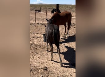 American Quarter Horse, Stallion, 1 year, 15 hh, Brown