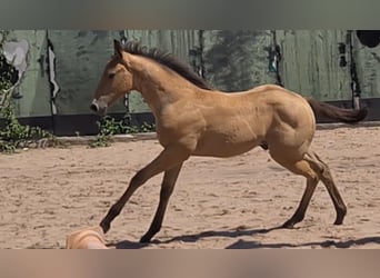 American Quarter Horse, Stallion, 1 year, 15 hh, Buckskin