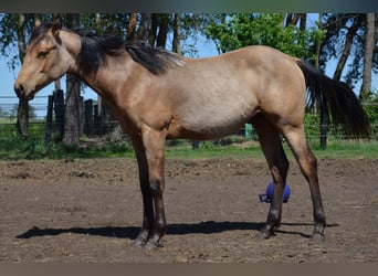 American Quarter Horse, Stallion, 1 year, 15 hh, Buckskin