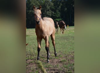 American Quarter Horse, Stallion, 1 year, 15 hh, Buckskin