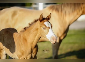 American Quarter Horse, Stallion, 1 year, 15 hh, Champagne