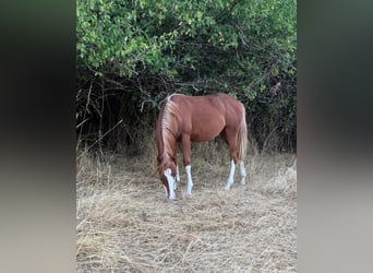 American Quarter Horse, Stallion, 1 year, 15 hh, Chestnut-Red
