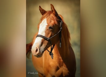 American Quarter Horse, Stallion, 1 year, 15 hh, Chestnut-Red