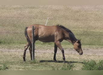 American Quarter Horse, Stallion, 1 year, 15 hh, Dun