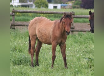 American Quarter Horse, Stallion, 1 year, 15 hh, Dun