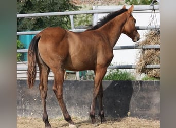 American Quarter Horse, Stallion, 1 year, 15 hh, Dun