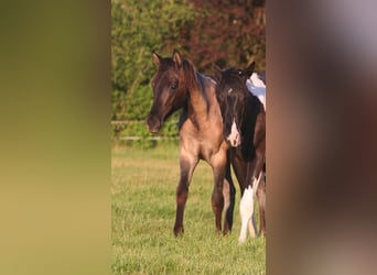 American Quarter Horse, Stallion, 1 year, 15 hh, Grullo