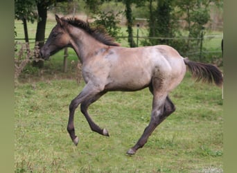 American Quarter Horse, Stallion, 1 year, 15 hh, Grullo