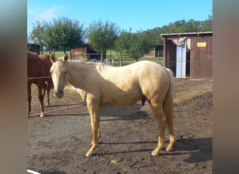 American Quarter Horse, Stallion, 1 year, 15 hh, Palomino