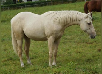 American Quarter Horse, Stallion, 1 year, 15 hh, Palomino