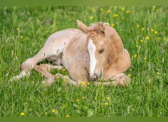 American Quarter Horse, Stallion, 1 year, 15 hh, Palomino