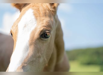 American Quarter Horse, Stallion, 1 year, 15 hh, Palomino