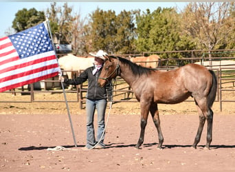 American Quarter Horse, Stallion, 1 year, 15 hh, Roan-Bay