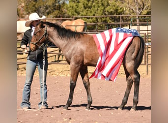 American Quarter Horse, Stallion, 1 year, 15 hh, Roan-Bay
