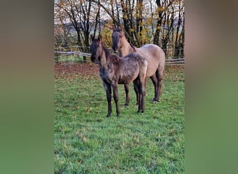 American Quarter Horse, Stallion, 1 year, 15 hh, Roan-Blue