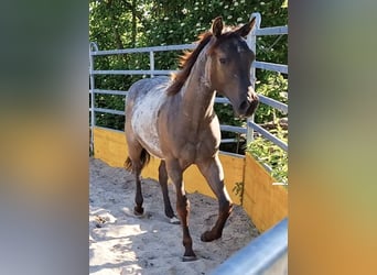 American Quarter Horse, Stallion, 1 year, 15 hh, Roan-Blue
