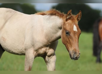 American Quarter Horse, Stallion, 1 year, 15 hh, Roan-Red