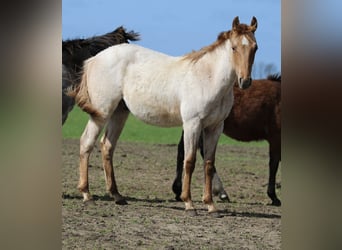 American Quarter Horse, Stallion, 1 year, 15 hh, Roan-Red