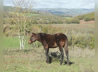 American Quarter Horse, Stallion, 1 year, 15,1 hh, Bay-Dark