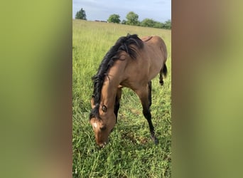 American Quarter Horse, Stallion, 1 year, 15,1 hh, Brown Falb mold