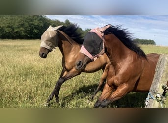 American Quarter Horse, Stallion, 1 year, 15,1 hh, Brown Falb mold