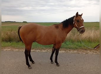 American Quarter Horse, Stallion, 1 year, 15,1 hh, Brown Falb mold