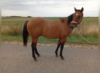 American Quarter Horse, Stallion, 1 year, 15,1 hh, Brown Falb mold
