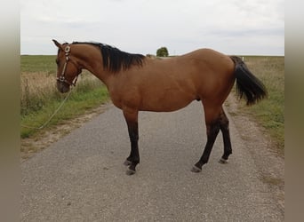 American Quarter Horse, Stallion, 1 year, 15,1 hh, Brown Falb mold