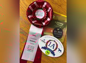 American Quarter Horse, Stallion, 1 year, 15,1 hh, Brown