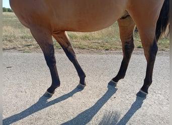 American Quarter Horse, Stallion, 1 year, 15,1 hh, Brown
