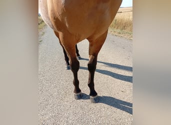 American Quarter Horse, Stallion, 1 year, 15,1 hh, Brown